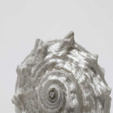 27" Contemporary Silver Seashell Print on Gallery Wrap Canvas Wall Art