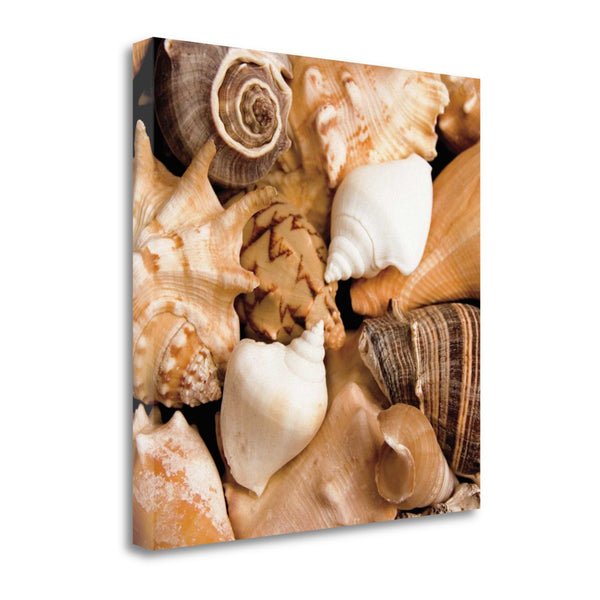 22" Bohemian Coastal Collection of Seashells Print on Gallery Wrap Canvas Wall Art