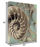 14" Snailshell and Seaglass 2 Giclee Wrap Canvas Wall Art