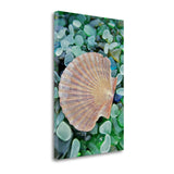 25" Seashell and Seaglass Giclee Wrap Canvas Wall Art