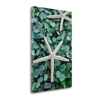 21" Two Starfish and Green Seaglass Giclee Wrap Canvas Wall Art