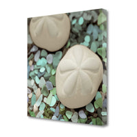 12" Two Sandollars and Seaglass 1 Giclee Wrap Canvas Wall Art