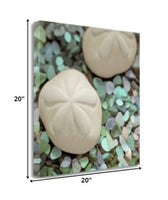 12" Two Sandollars and Seaglass 1 Giclee Wrap Canvas Wall Art