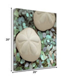 12" Two Sandollars and Seaglass 1 Giclee Wrap Canvas Wall Art