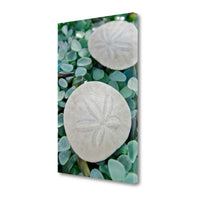 22" Two Sandollars and Colorful Seaglass Giclee Wrap Canvas Wall Art