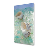 1" Conchshell and Seaglass Giclee Wrap Canvas Wall Art