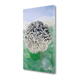 34" White Sea Urchin and Colorful Seaglass Giclee Wrap Canvas Wall Art