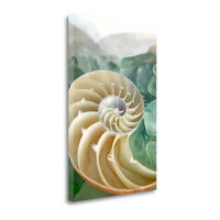 27" Seashell and Seaglass Giclee Wrap Canvas Wall Art