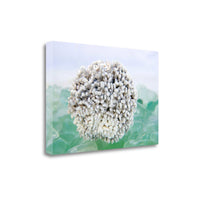 32" White Sea Urchin and Green Seaglass Giclee Wrap Canvas Wall Art