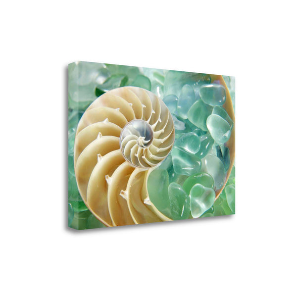 26" Seashell and Green Seaglass Giclee Wrap Canvas Wall Art