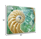 26" Seashell and Green Seaglass Giclee Wrap Canvas Wall Art