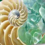 26" Seashell and Green Seaglass Giclee Wrap Canvas Wall Art