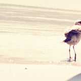 27" Coastal Seagull on the Beach Print on Gallery Wrap Canvas Wall Art