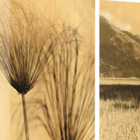 28" Nature Photography Sepia Tone Gallery Wrap Canvas Wall Art