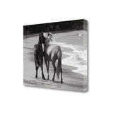 21" Black and White Two Cuddling Mustangs Giclee Wrap Canvas Wall Art