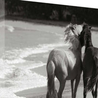 21" Black and White Two Cuddling Mustangs Giclee Wrap Canvas Wall Art