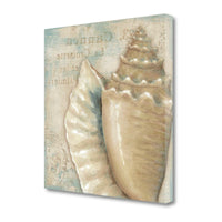 Rustic French Seashell 3 Giclee Wrap Canvas Wall Art