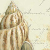 20" French Inspired Seashell Print on Gallery Wrap Canvas Wall Art