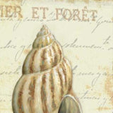 20" French Inspired Seashell Print on Gallery Wrap Canvas Wall Art