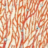 24" Full Orange Underwater Coral 2 Giclee Wrap Canvas Wall Art