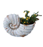 9" Distressed Cream and Terra Cotta Conch Shell Planter